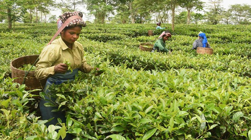 Assam to build 119 high schools in tea gardens